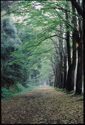 Pinienw�lder in Viareggio, Versilia