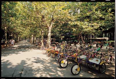 Vurenhout in Viareggio, Versilia